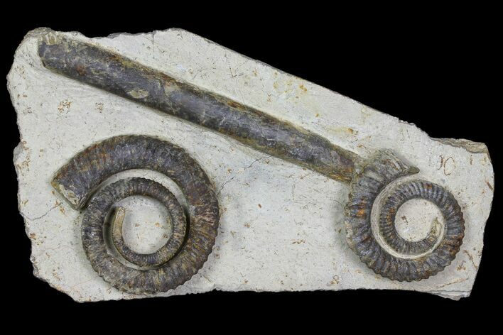 Two Devonian Ammonites (Anetoceras) With Cephalopod #154702